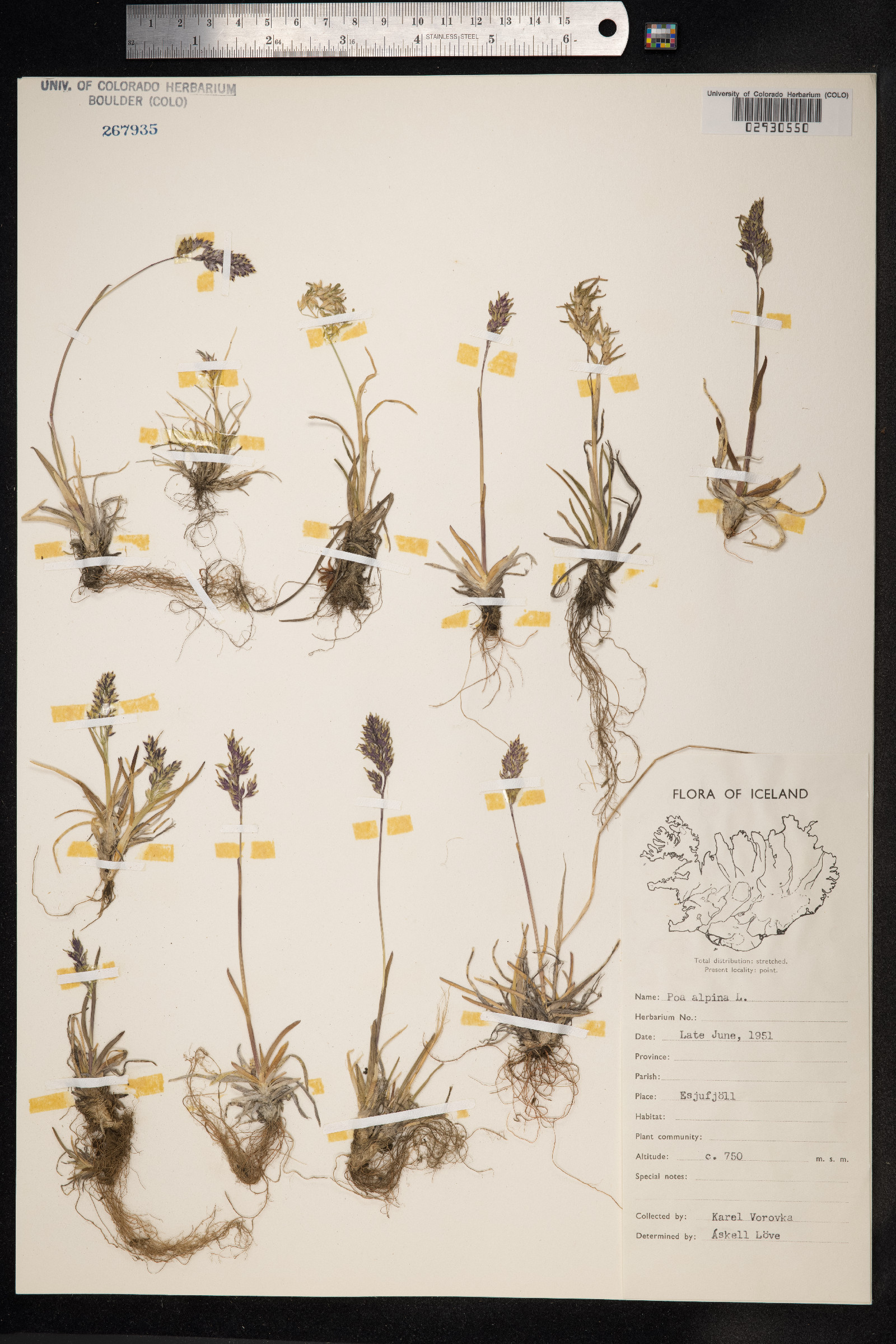 Poa alpina image