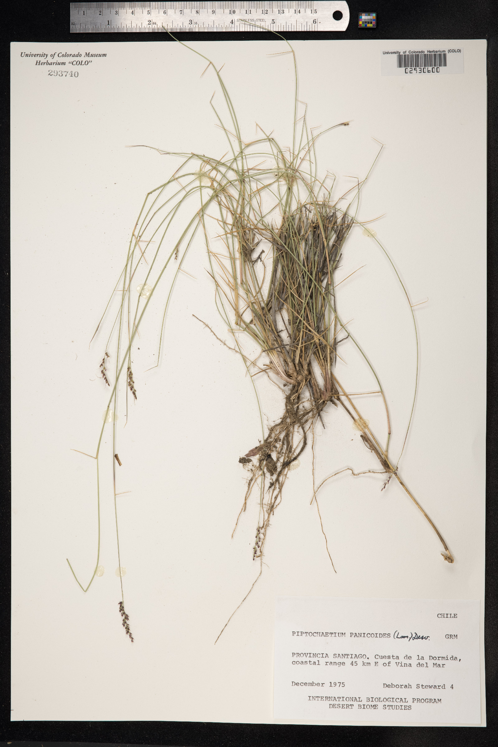 Piptochaetium panicoides image