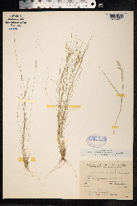 Piptochaetium montevidense image