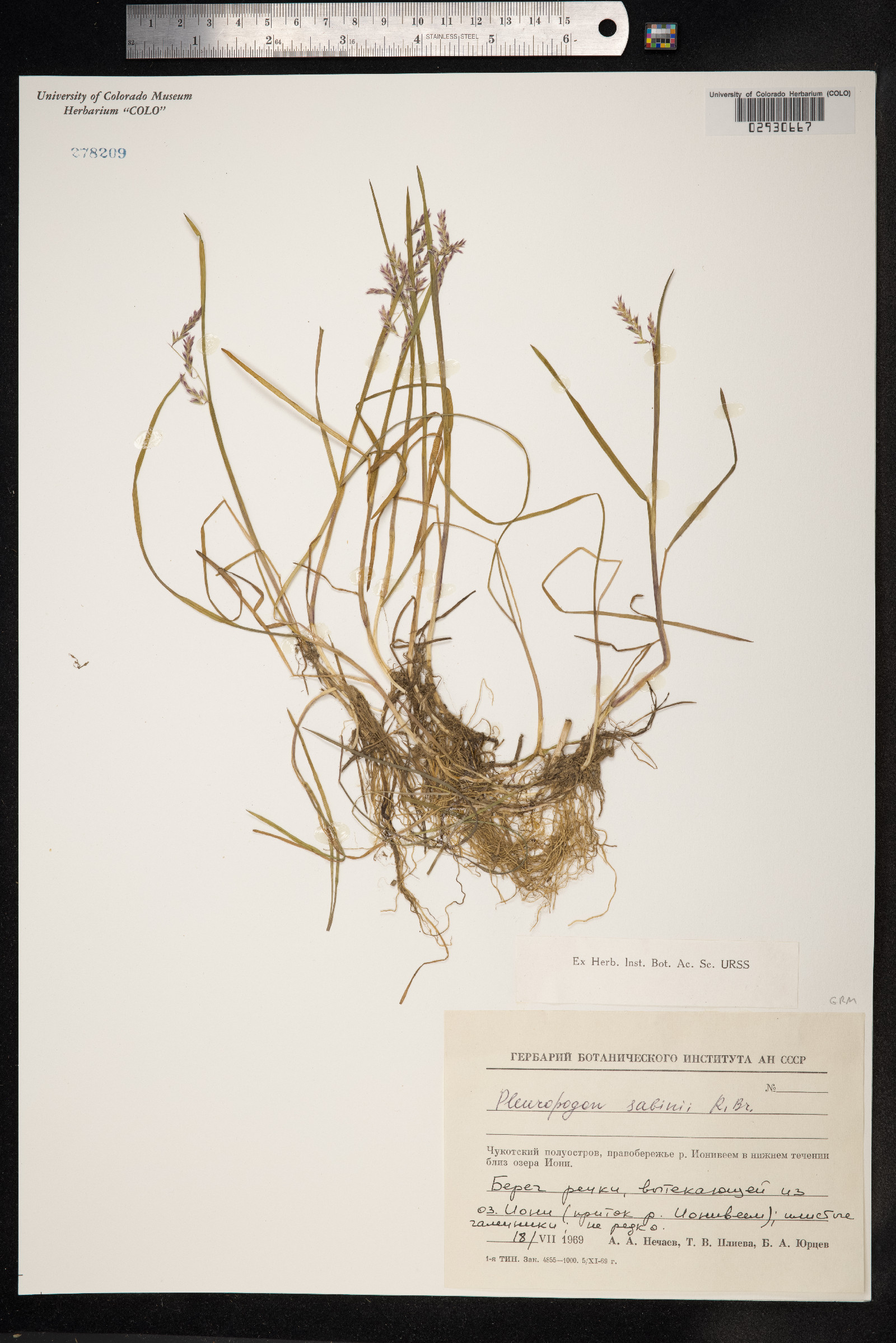 Pleuropogon sabinei image