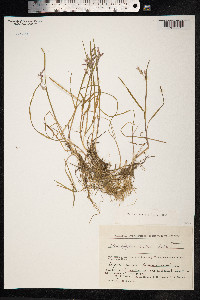 Pleuropogon sabinei image