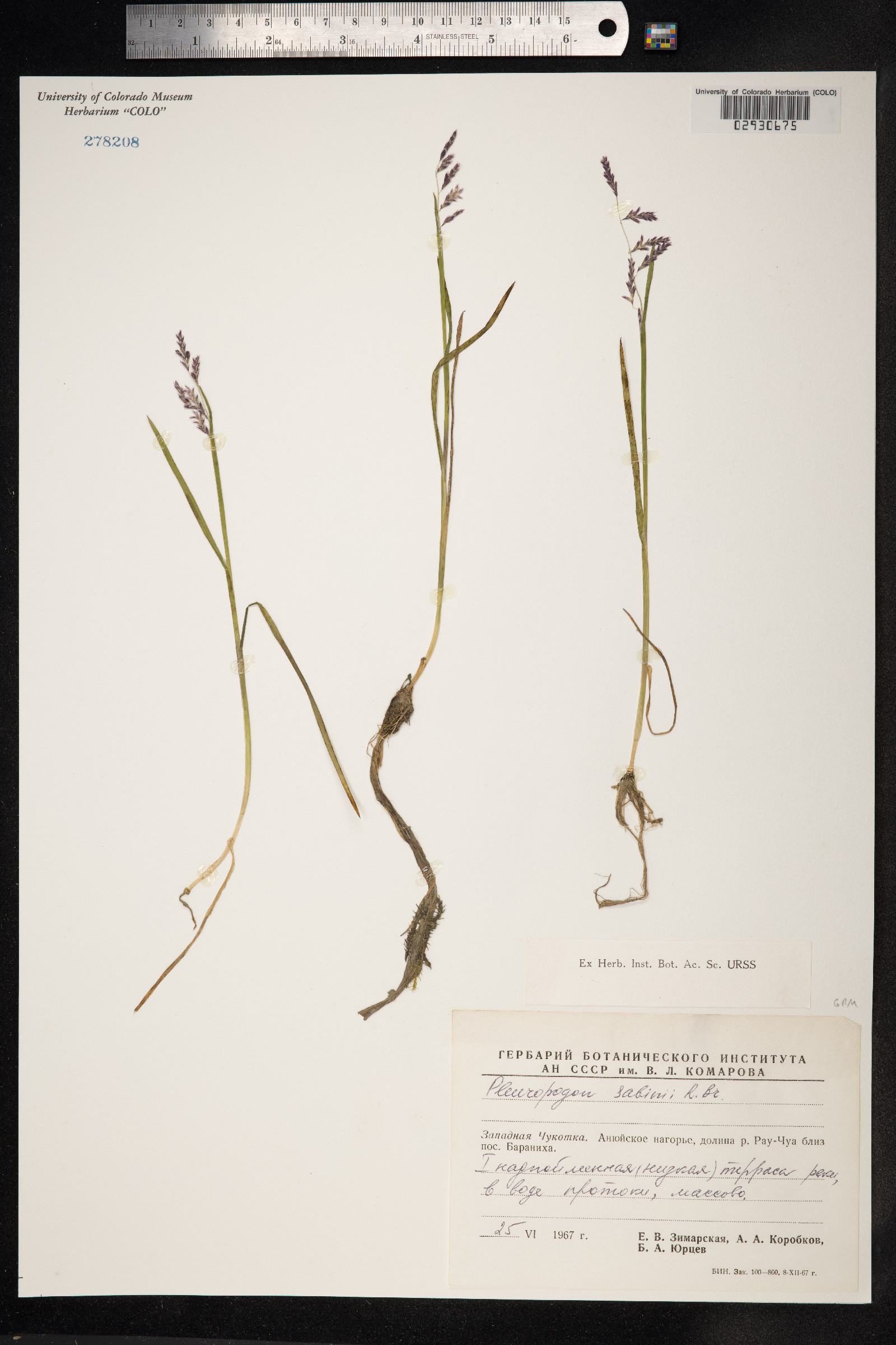 Pleuropogon image