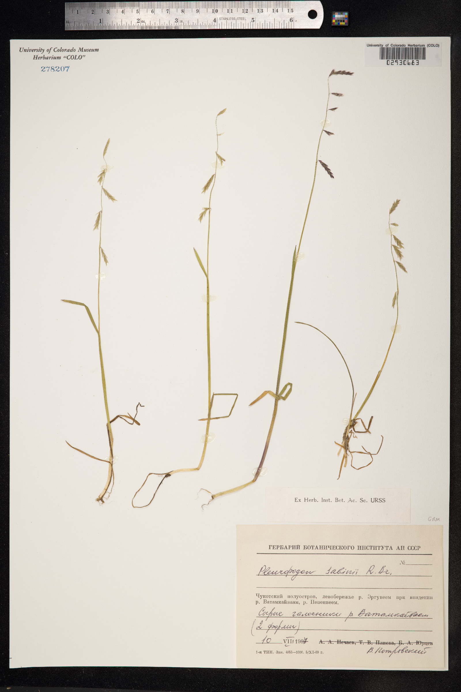 Pleuropogon sabinei image