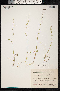 Pleuropogon sabinei image