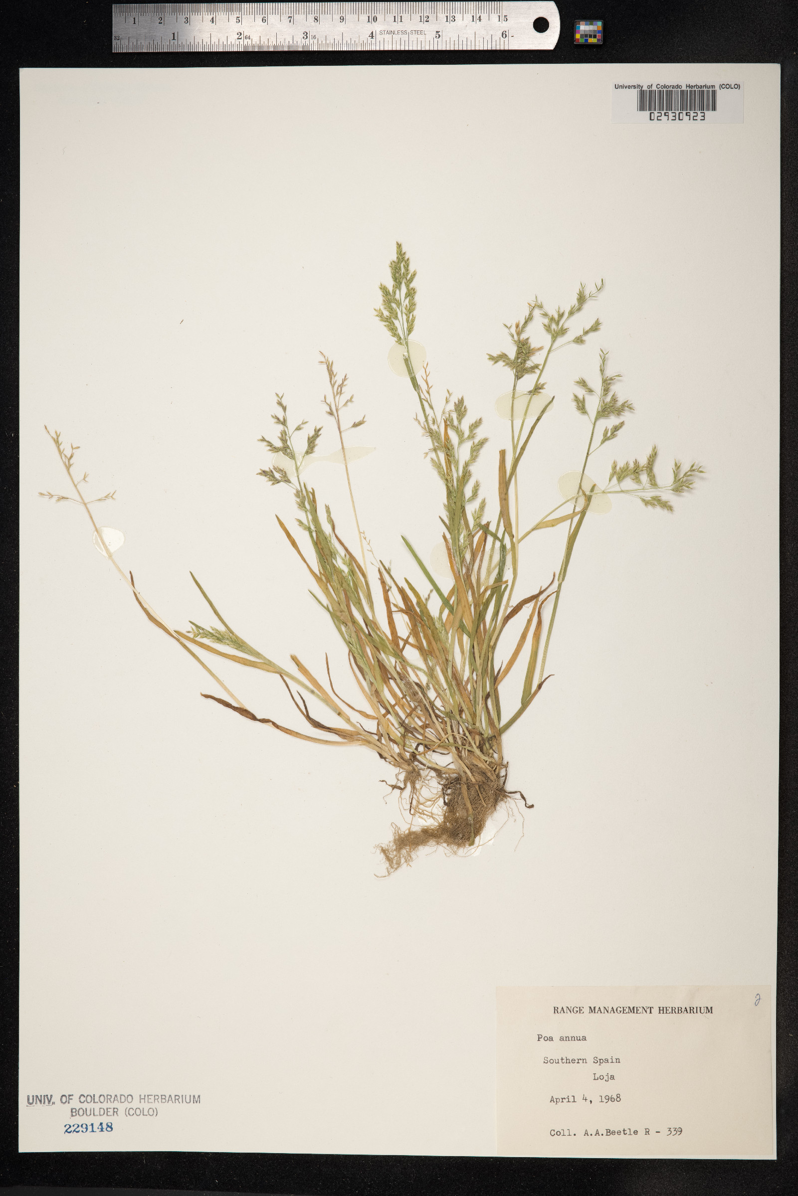 Poa annua image