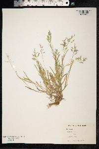 Poa annua image