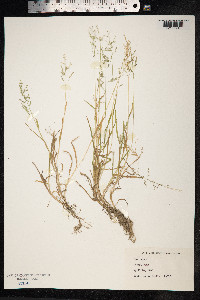 Poa annua image