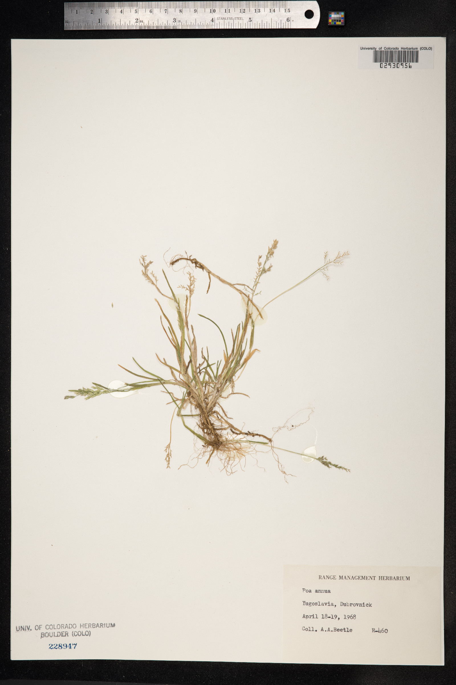 Poa annua image