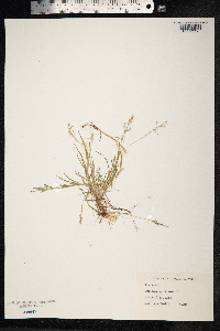 Poa annua image