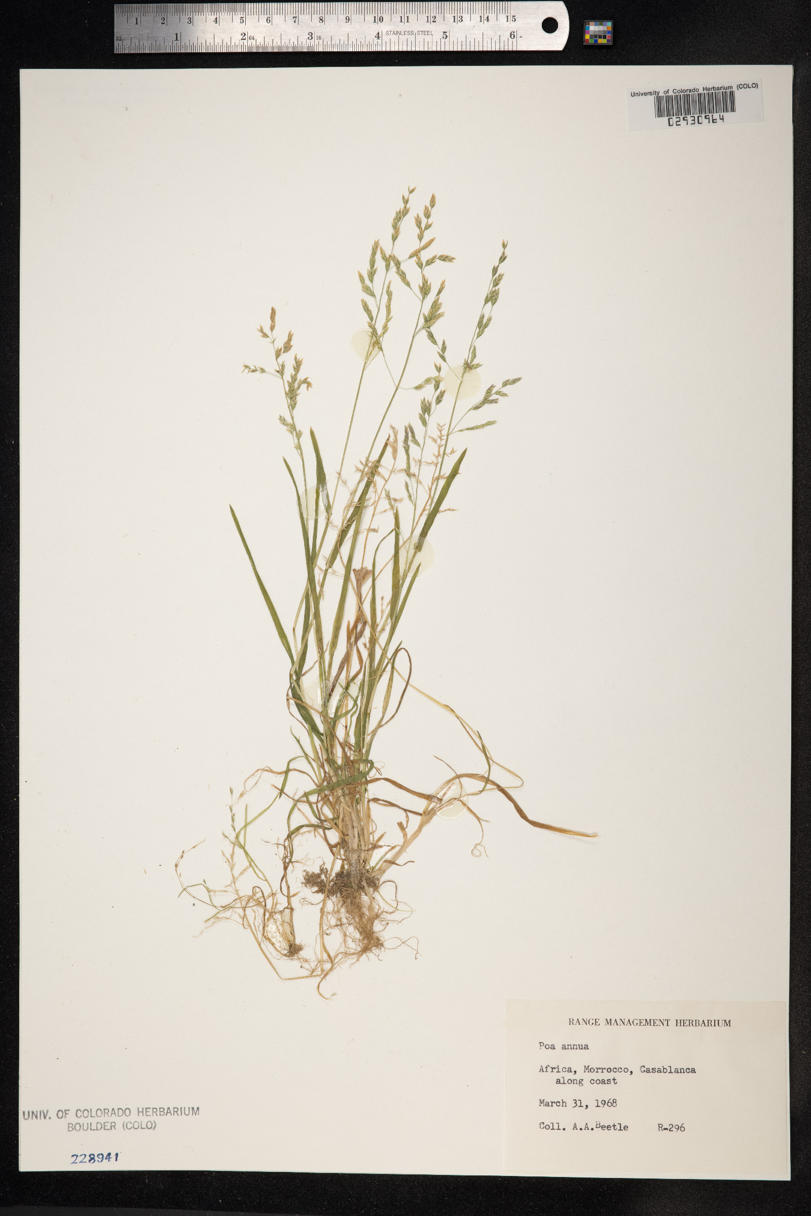 Poa annua image