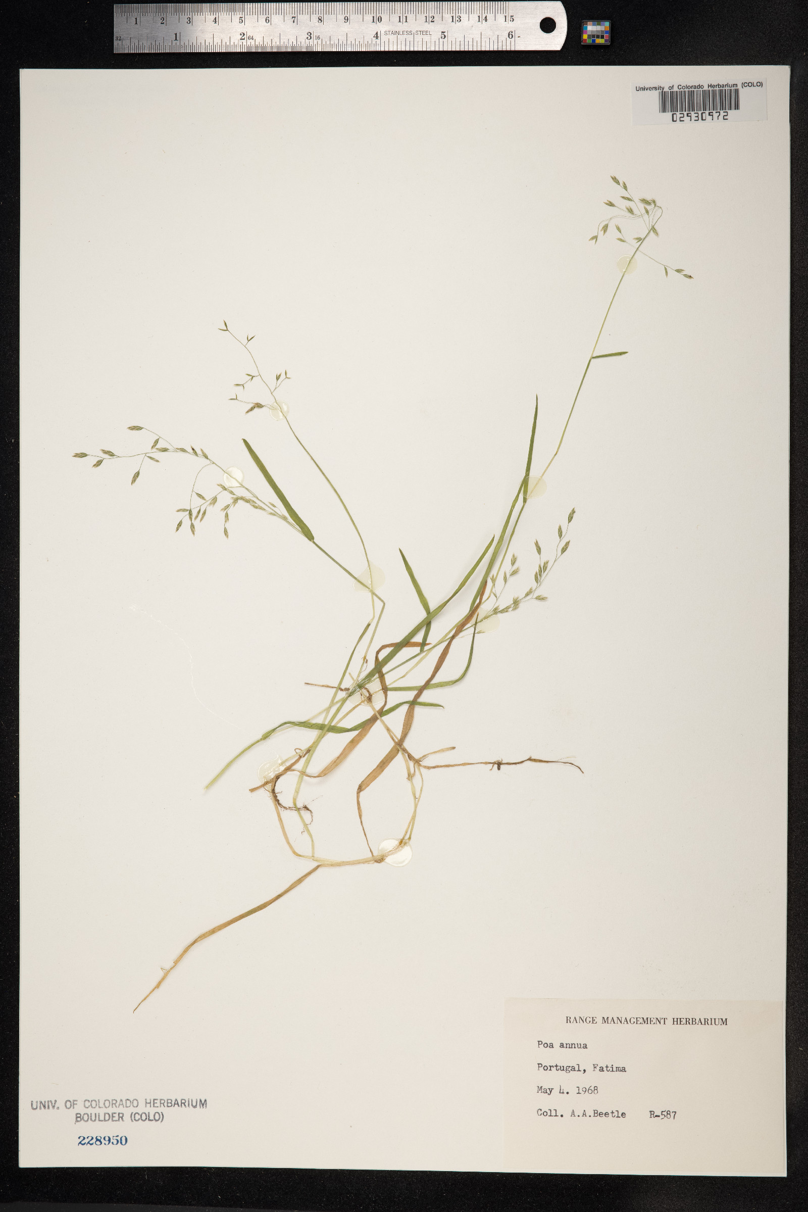 Poa annua image