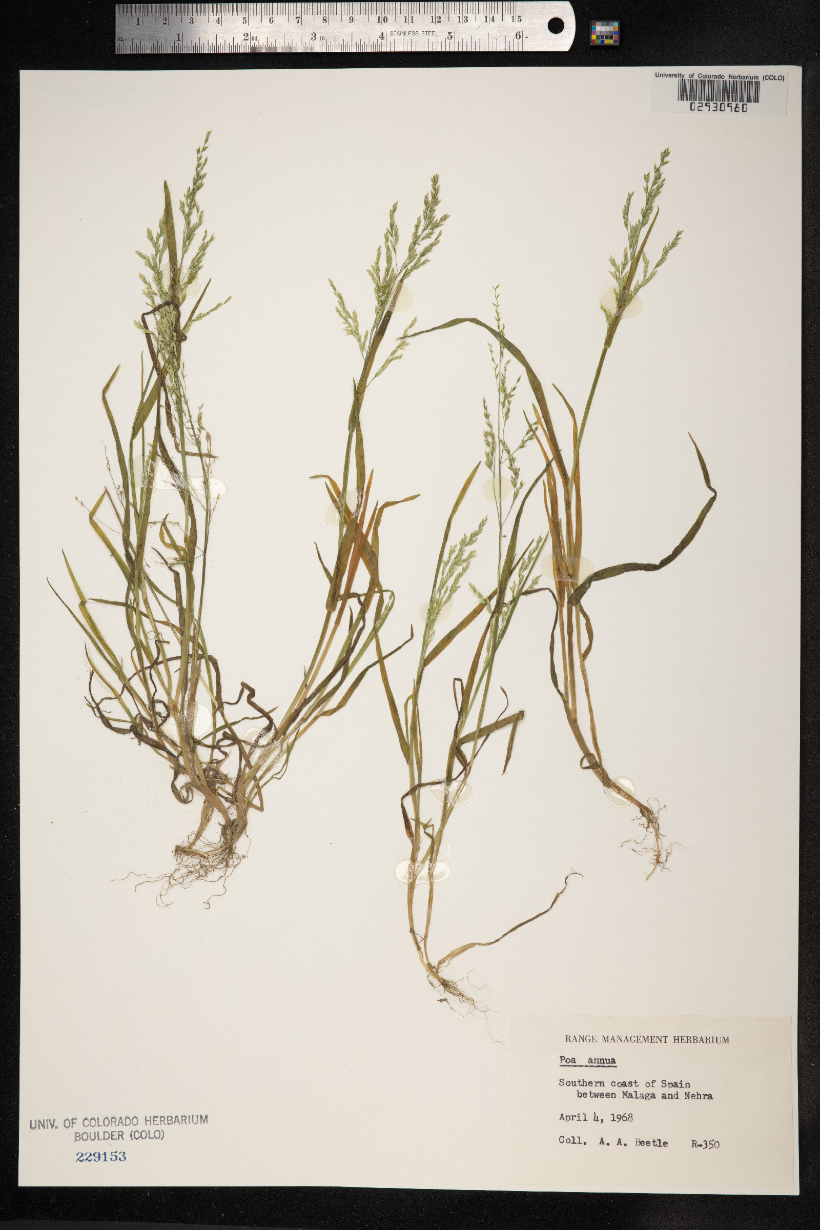 Poa annua image