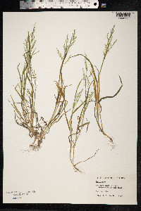 Poa annua image