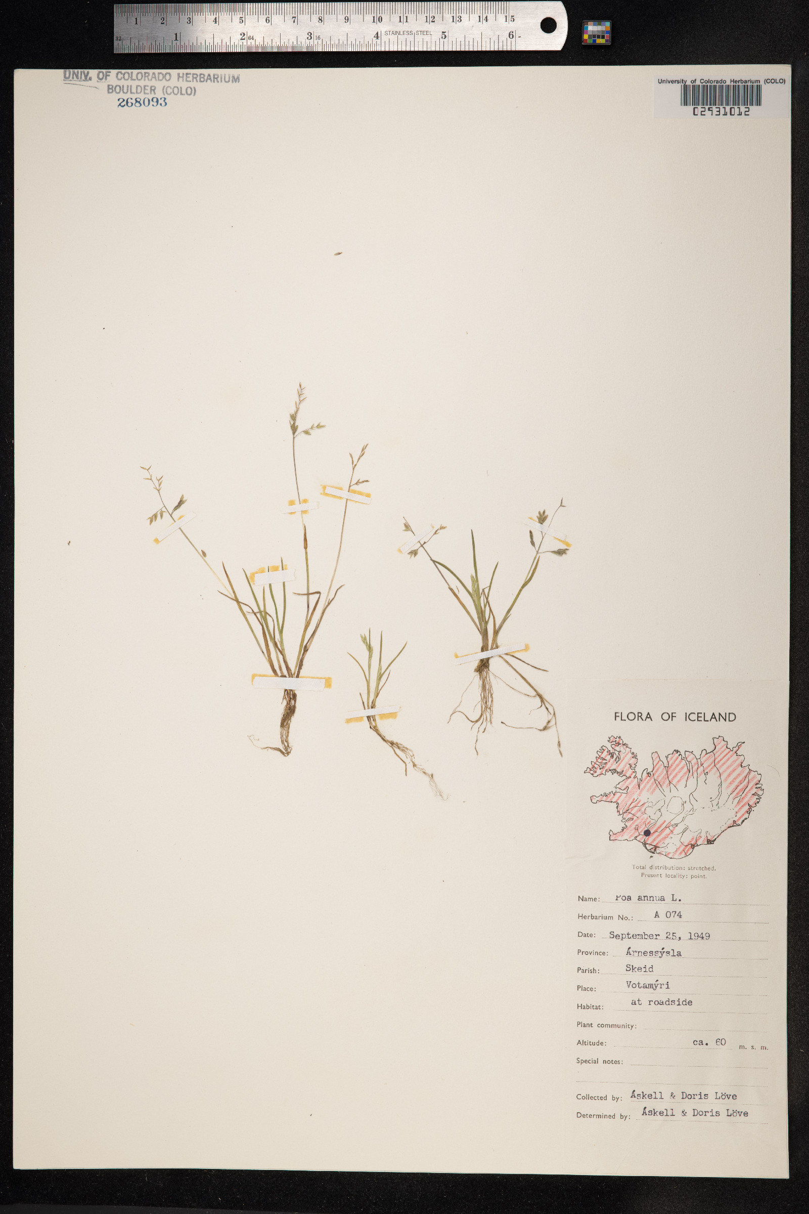 Poa annua image
