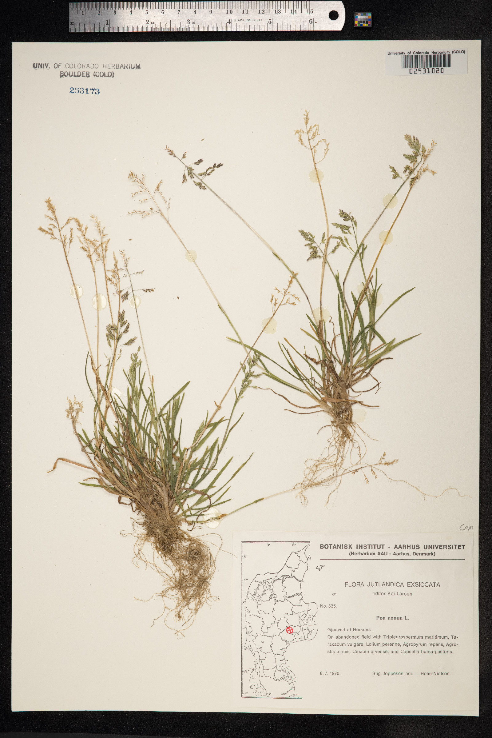 Poa annua image