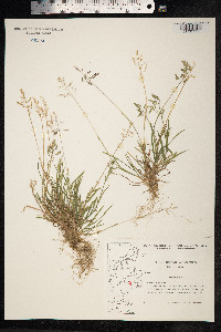 Poa annua image