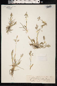 Poa annua image