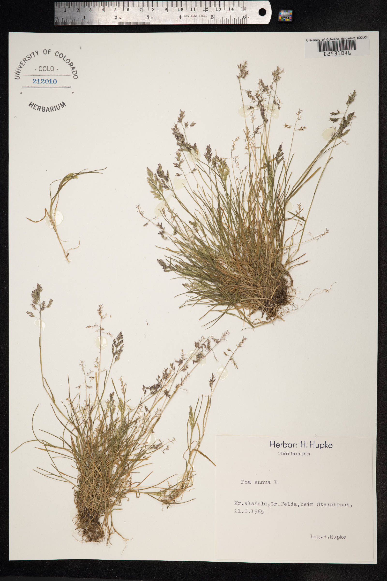 Poa annua image