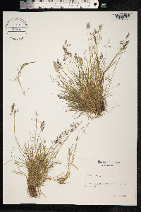Poa annua image