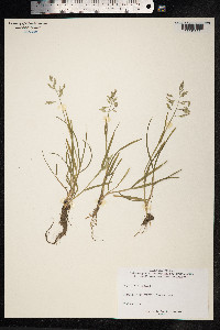 Poa annua image