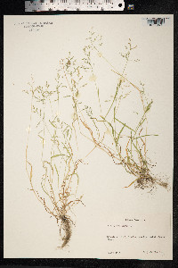 Poa annua image