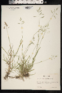 Poa annua image