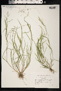 Poa annua image