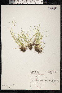 Poa annua image