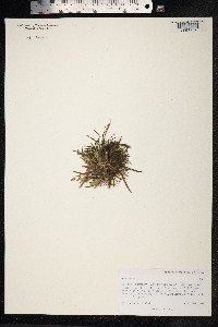 Poa annua image
