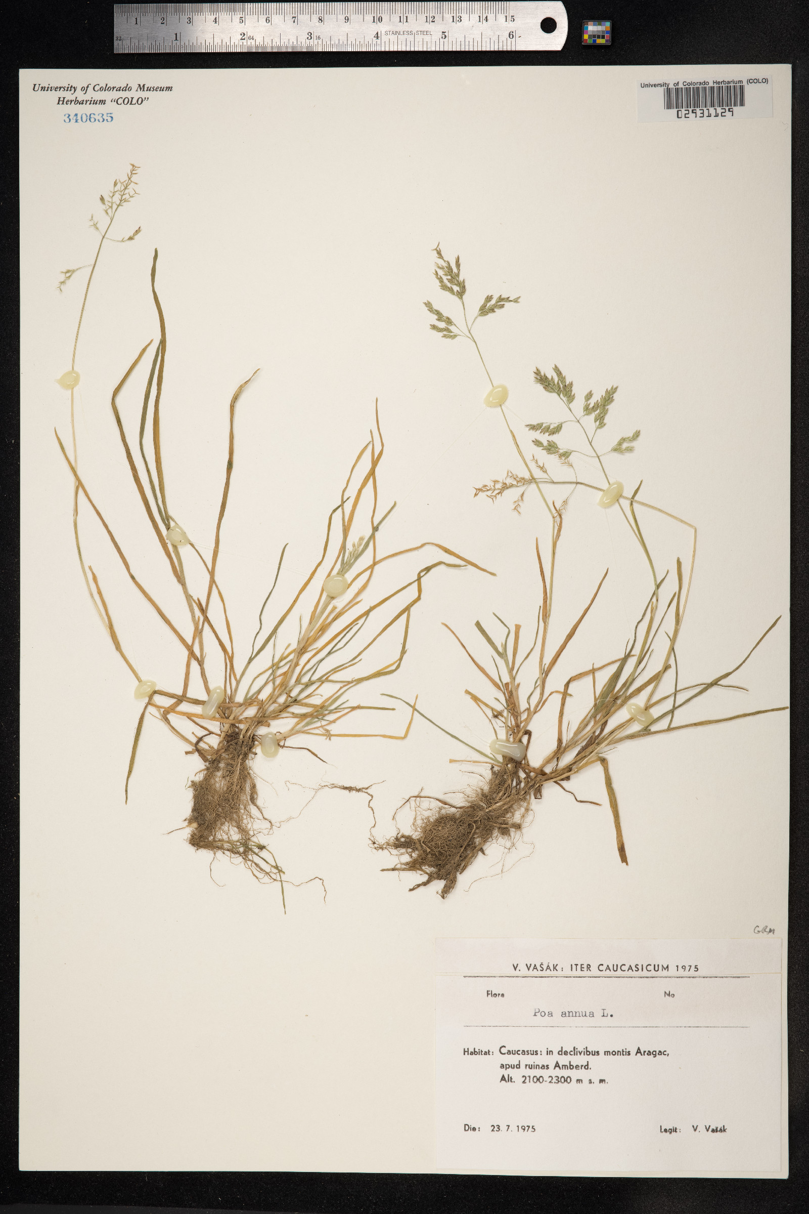 Poa annua image