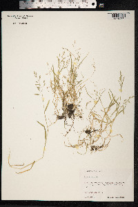 Poa annua image