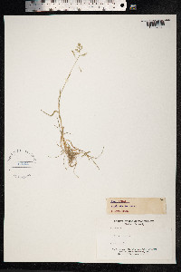 Poa annua image