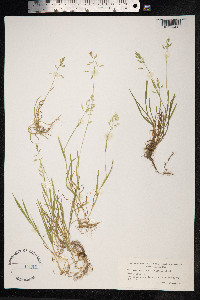 Poa annua image