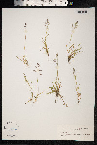 Poa annua image