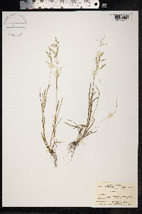 Poa annua image