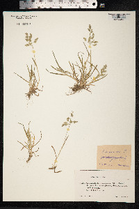 Poa annua image