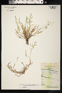 Poa annua image