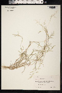 Poa annua image