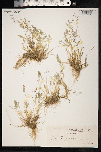 Poa annua image