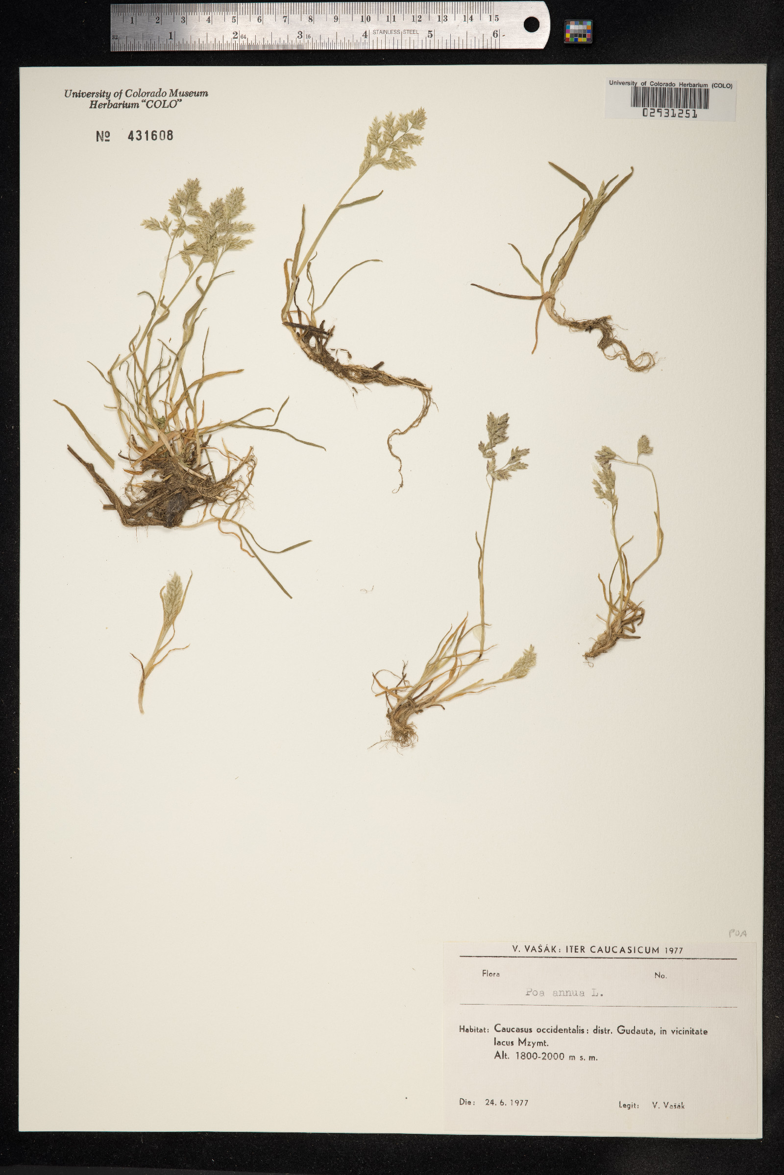 Poa annua image