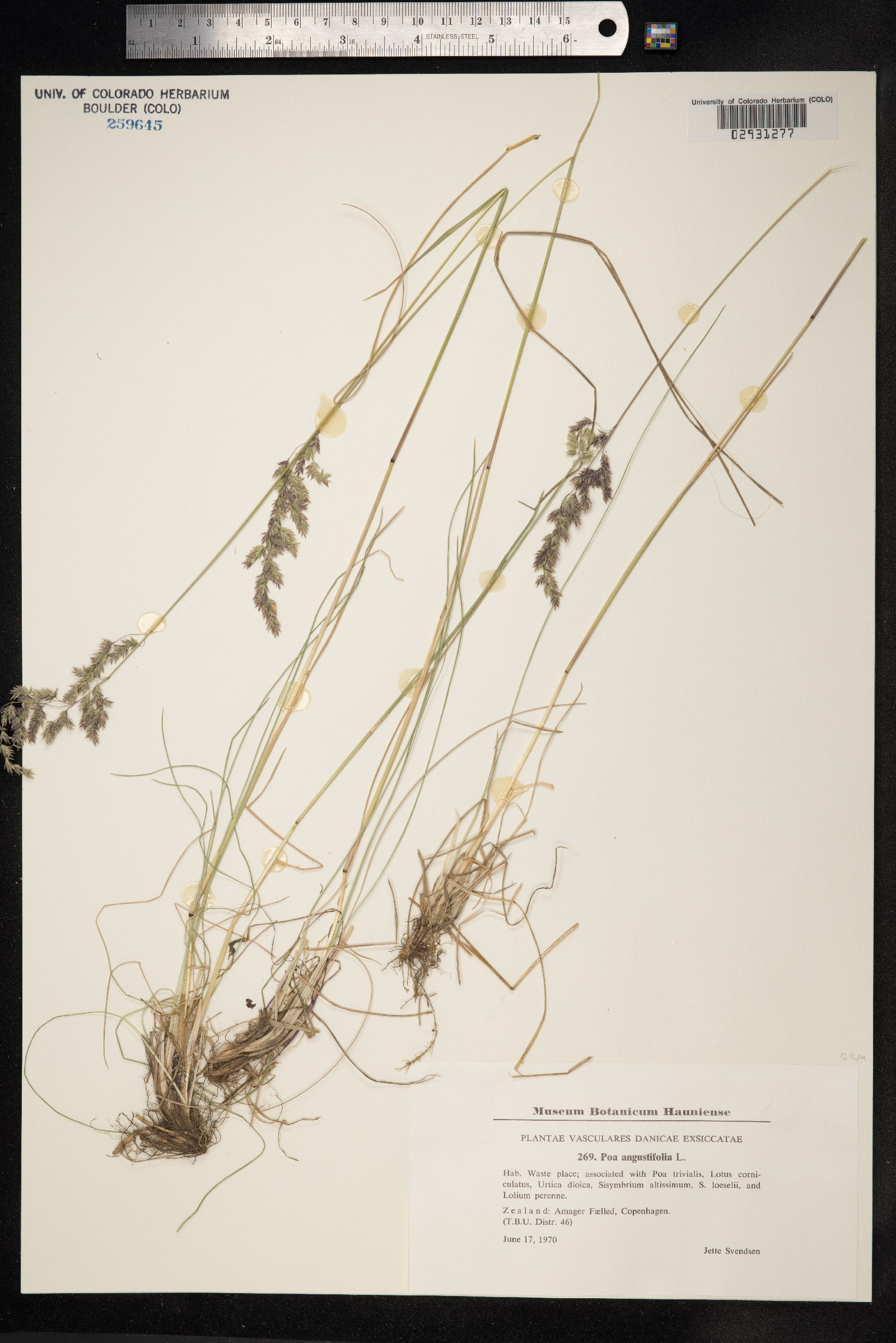 Poa angustifolia image