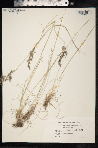 Poa angustifolia image
