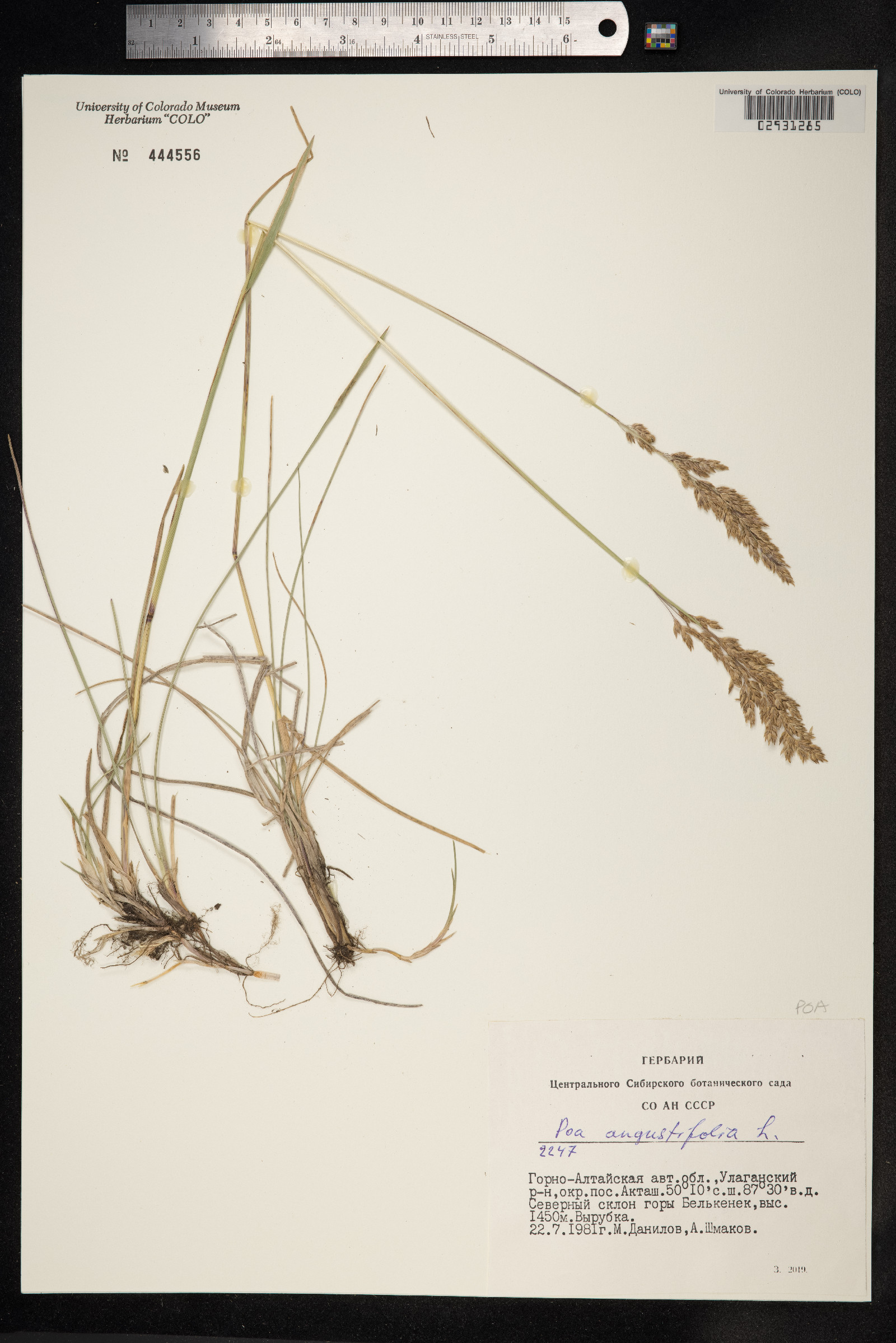 Poa angustifolia image