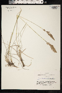 Poa angustifolia image