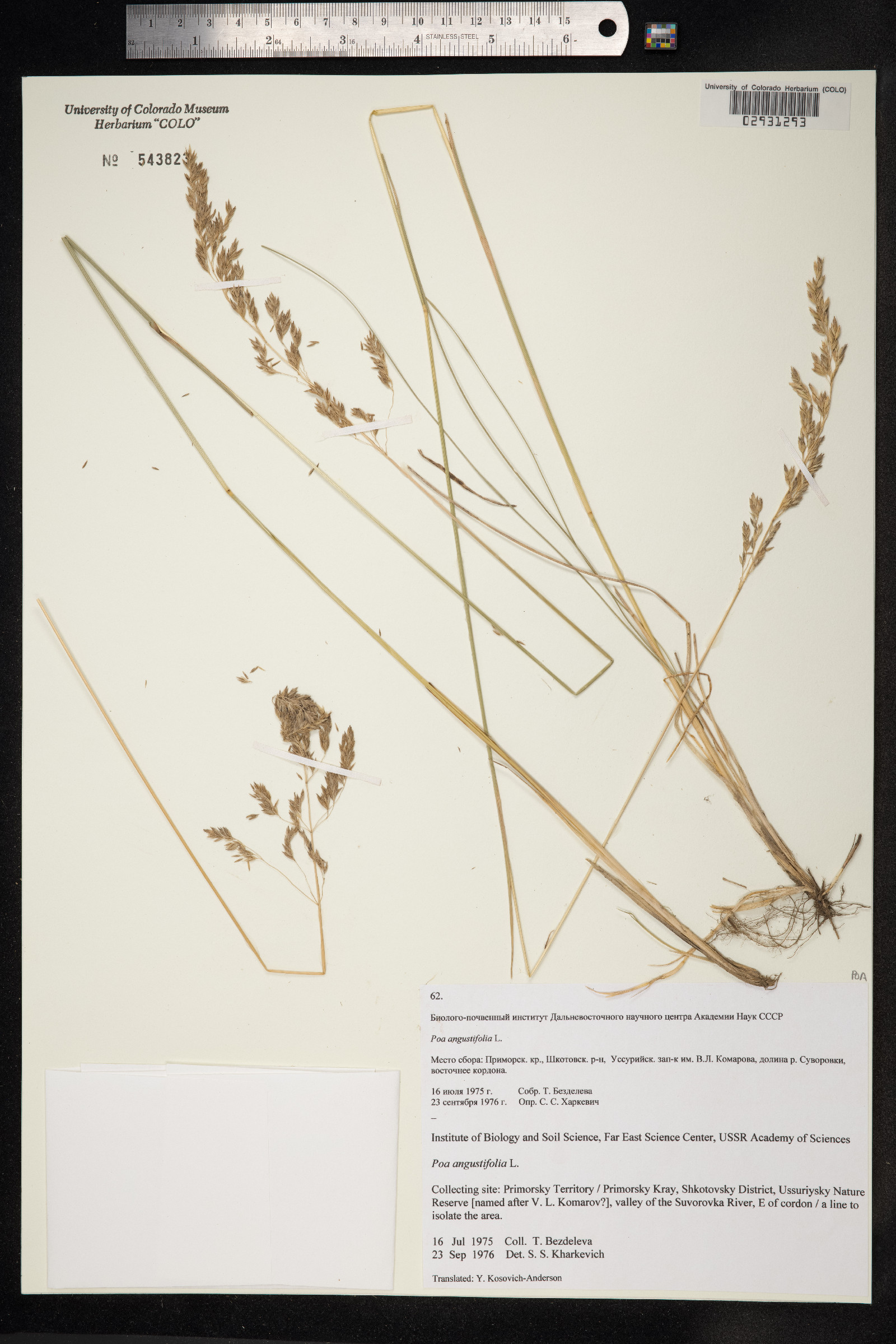 Poa angustifolia image