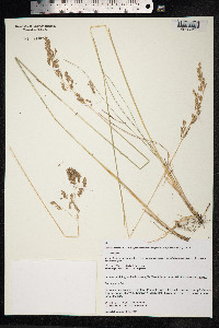 Image of Poa angustifolia