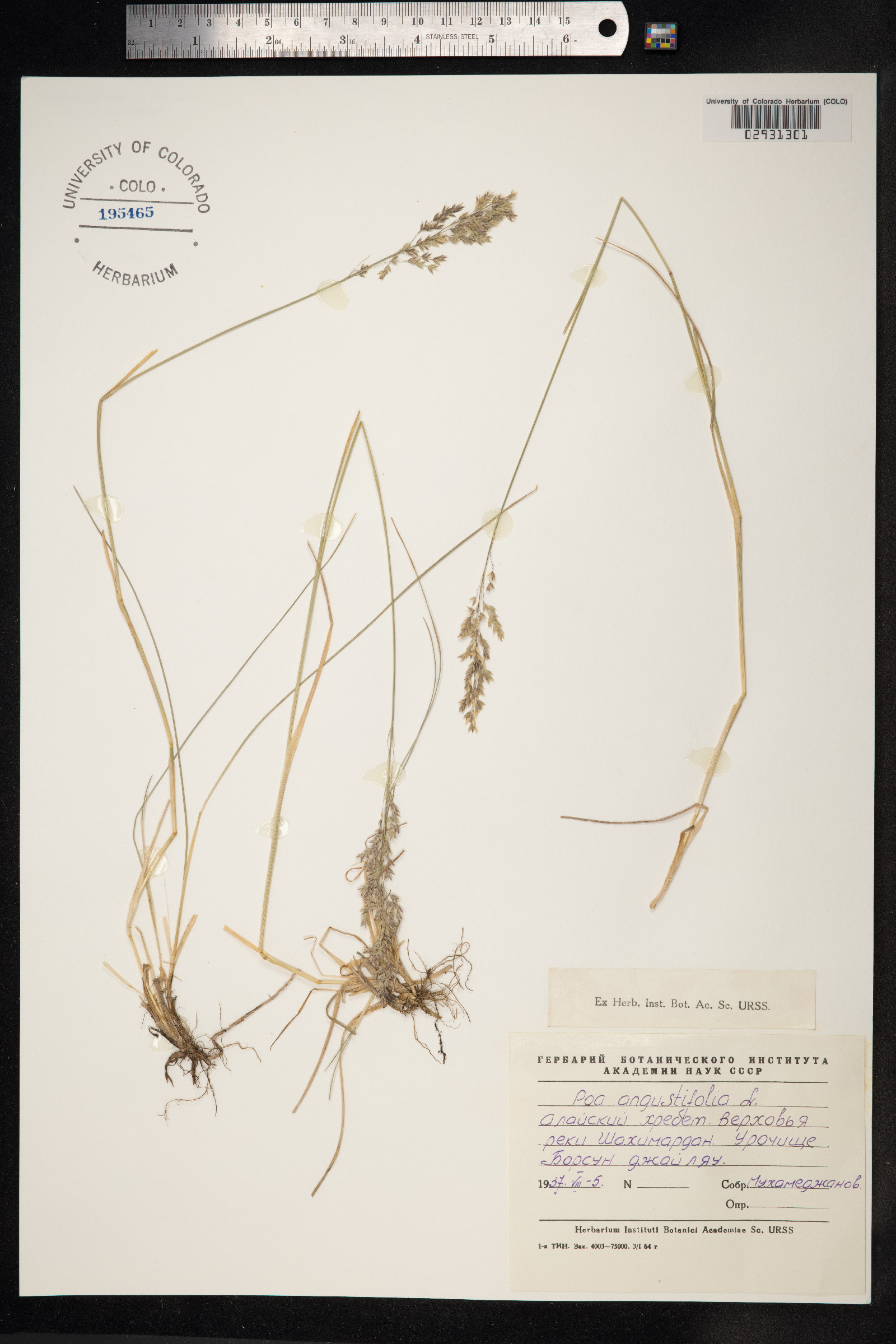 Poa angustifolia image