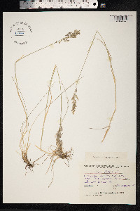 Poa angustifolia image