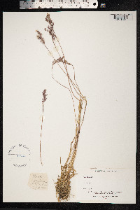 Poa alpina image