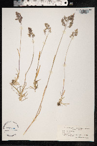 Poa alpina image
